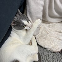 ちょろぞう