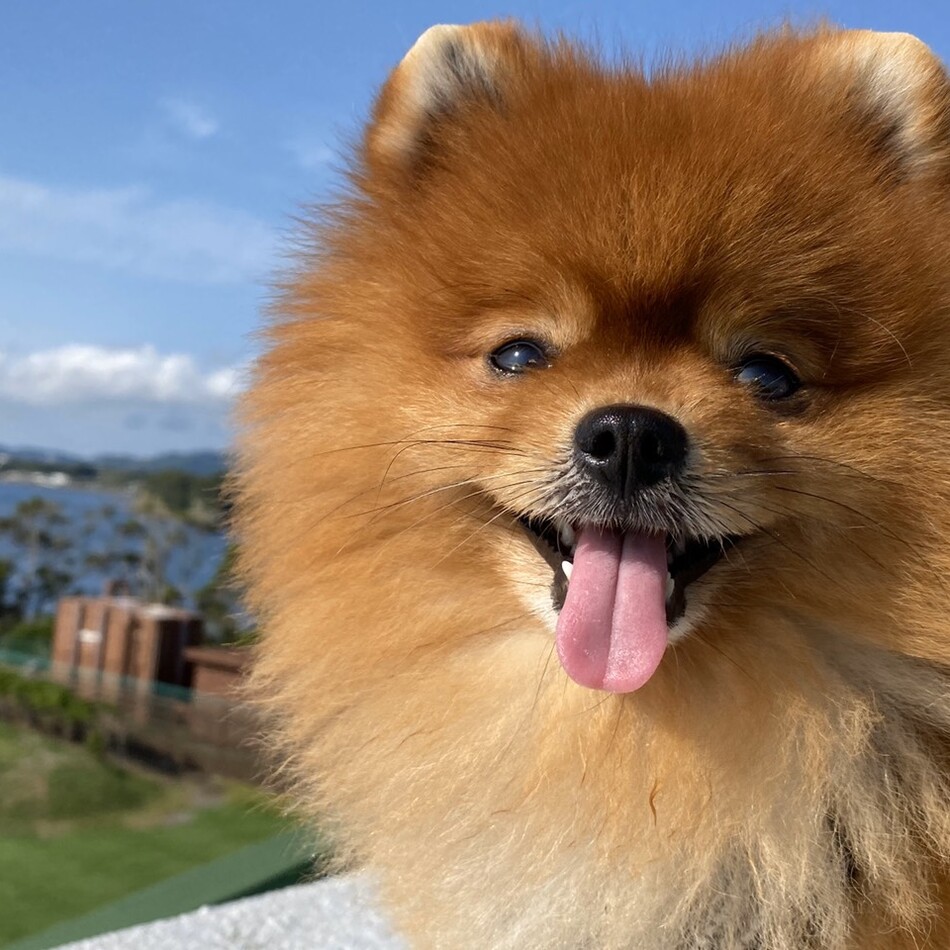ぽん吉のカバー写真