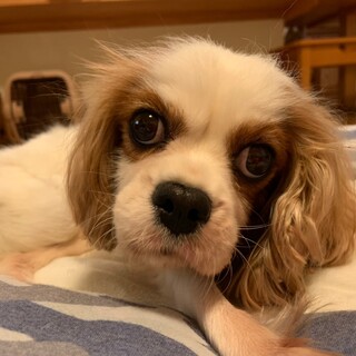 健気に生きる澄んだ瞳のクラリスちゃんに温かい家族を