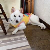 茶々丸