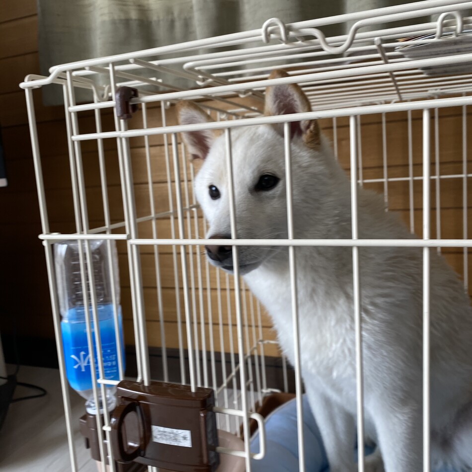 茶々丸のカバー写真