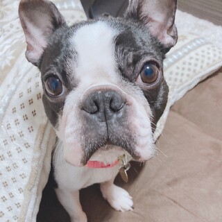 やんちゃ大好きなボステリ♂️大福