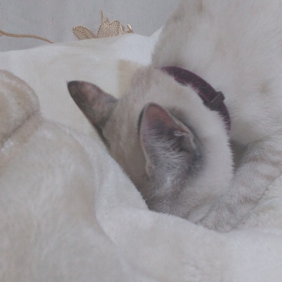 ちいこのカバー写真