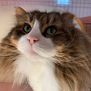 ちょっぴり控えめなノルウェージャン♂️れん