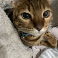 レオン
