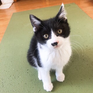 寒空の下震えていた子猫