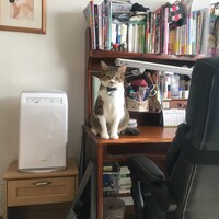 コパン