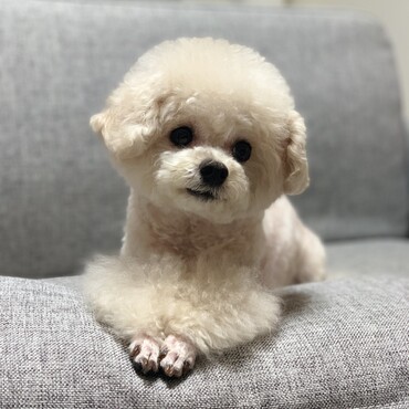 ウィル