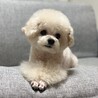 ウィル