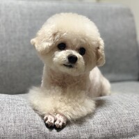 石垣杏沙花