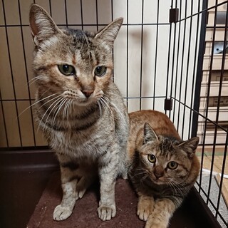 急募！キジサビ◎ひみこ＆なごん◎