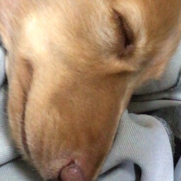 昼寝してます。