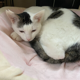 2/7 お見合い会　甘えん坊ぬっくん♂