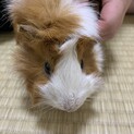 モルモットの男の子です！