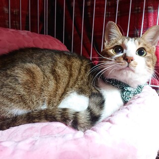 抱っこ・添い寝大好きなマロンとお幸せに❤️