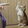遊んであげるよー