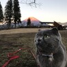 田貫湖からの富士山⛺️正月キャンプに行きました‼️