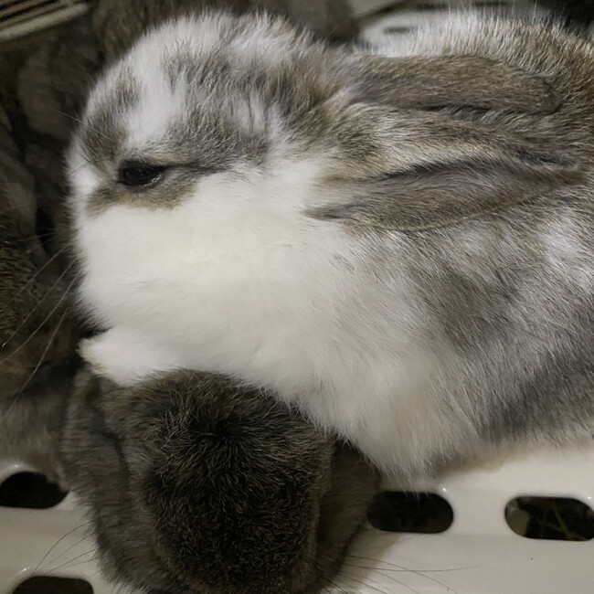 ボクパンのカバー写真
