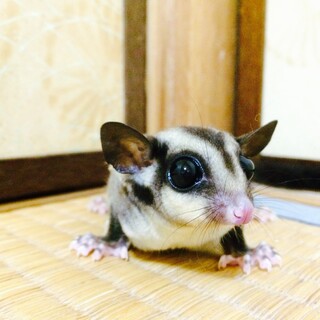 フクロモモンガ里親募集