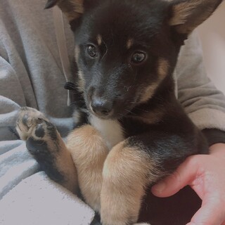 子犬ちゃんの里親募集 愛知県 犬の里親募集 ペットのおうち 月間利用者150万人