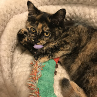 サビ猫　女子　ウイルス検査陰性　生後推定半年