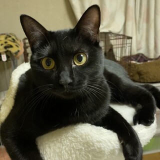 【結】譲渡決定猫じゃらし大好きな黒にゃんこ♪