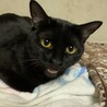 【結】譲渡決定猫じゃらし大好きな黒にゃんこ♪ サムネイル2