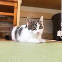 寒空の下震えていた子猫たち