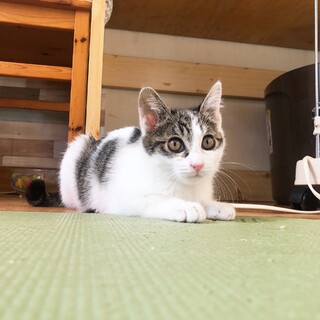 寒空の下震えていた子猫たち