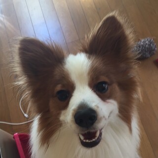 遊び好きな犬です