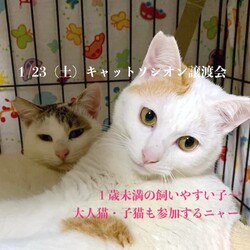 ＊子猫と大人猫＊キャットソシオン譲渡会