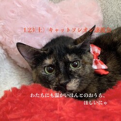 ＊子猫と大人猫＊キャットソシオン譲渡会 サムネイル2