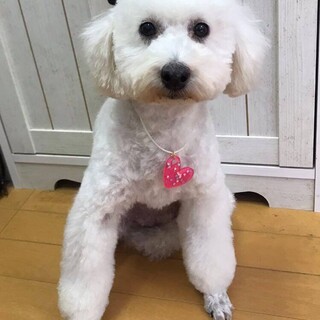 大きめ♪可愛いプードルノ女の子7歳の女の子　真白