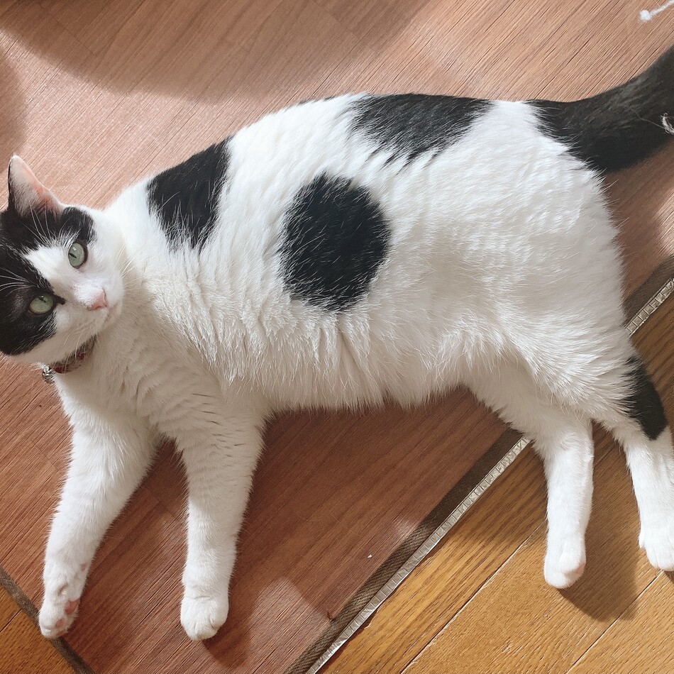 より子のカバー写真