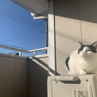 ベランダで日向ぼっこ