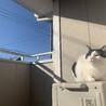 ベランダで日向ぼっこ