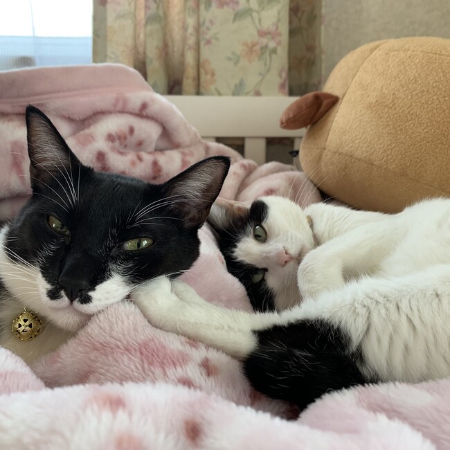さやべのカバー写真