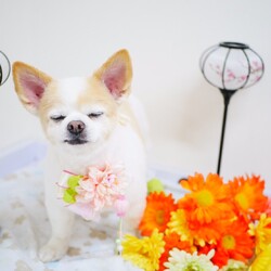 14歳のpikotanは6.3kg