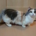 マンチカン短足女の子里親募集です