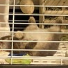 pet_house