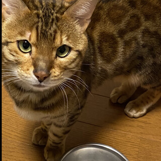 ベンガル 2歳オス