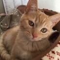 甘えん坊の茶トラの子猫姉妹！