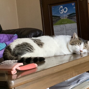 くにまるの写真