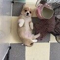 もうすぐ6ヵ月になる元気なコーギーちゃん