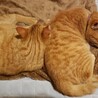きれいな仲良し茶トラ兄妹 サムネイル3