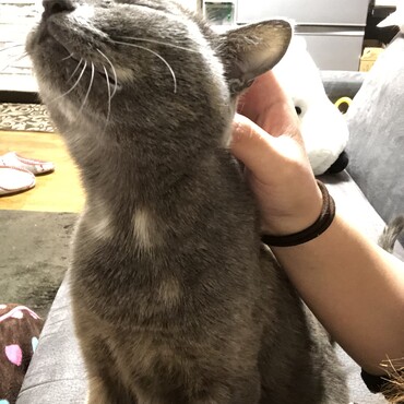 普段はツンデレ人見知りだけど、たまに撫でてと寄ってきます♬