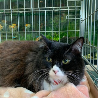 優しいシニア猫さんです！