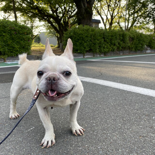 フレンチブルドッグ7歳女の子♀