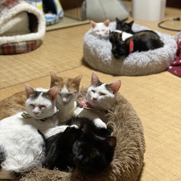 ベッドで温か