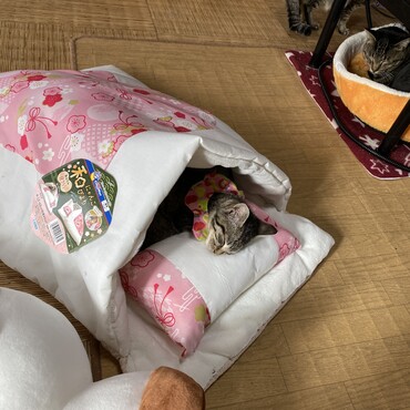 お布団でねんね